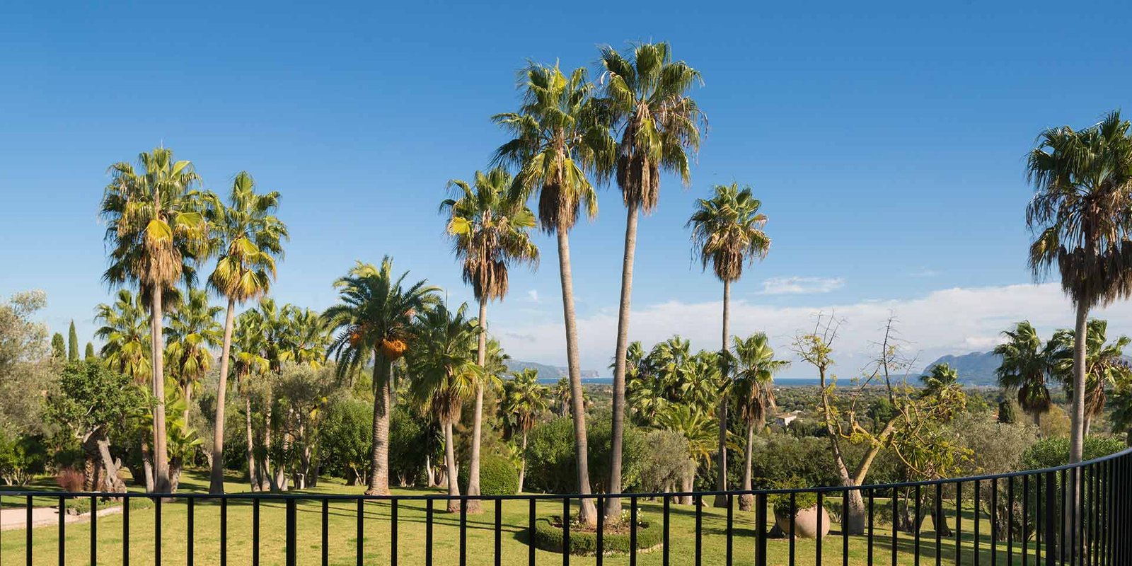 Palmeras altas en el jardín vistas tras una barandilla negra, con el mar al fondo